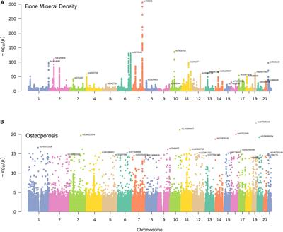 Comprehensive Analysis of the Genetic and Epigenetic Mechanisms of Osteoporosis and Bone Mineral Density